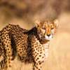 International Cheetah Day