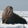 Walrus Day in Russia