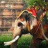 Праздники Таиланда - День тайского слона (Thai Elephant Day)