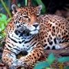 International Jaguar Day