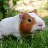 Fun Holidays - Guinea Pig Appreciation Day