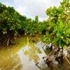 Sărbători internaționale - Ziua internațională pentru conservarea ecosistemului de mangrove