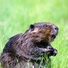 Международные праздники - Международный день бобра (International Beaver Day)