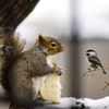 Bird and Squirrel Treat Day