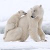 International holidays - International Polar Bear Day