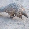 World Pangolin Day